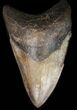 Serrated, Megalodon Tooth - Georgia #39898-1